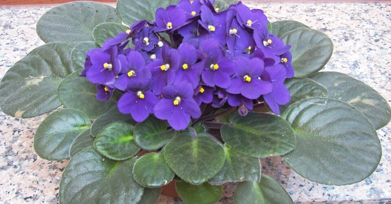 African Violet — Saintpaulia spp.