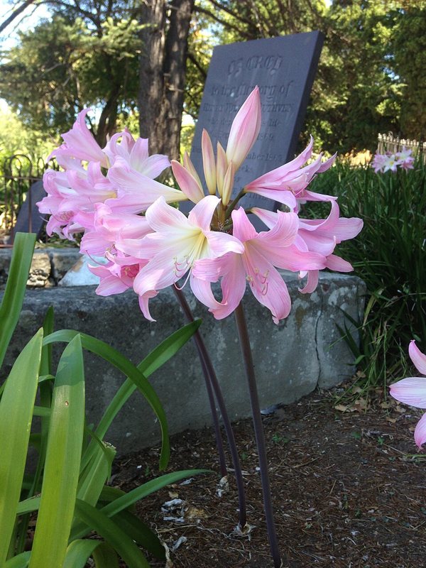 Amaryllis — Amaryllis spp.