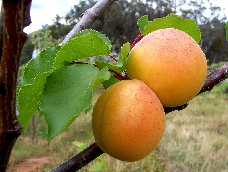 Apricot — Prunus armeniaca
