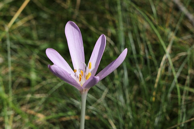Autumn Crocus — Colchicum autumnale