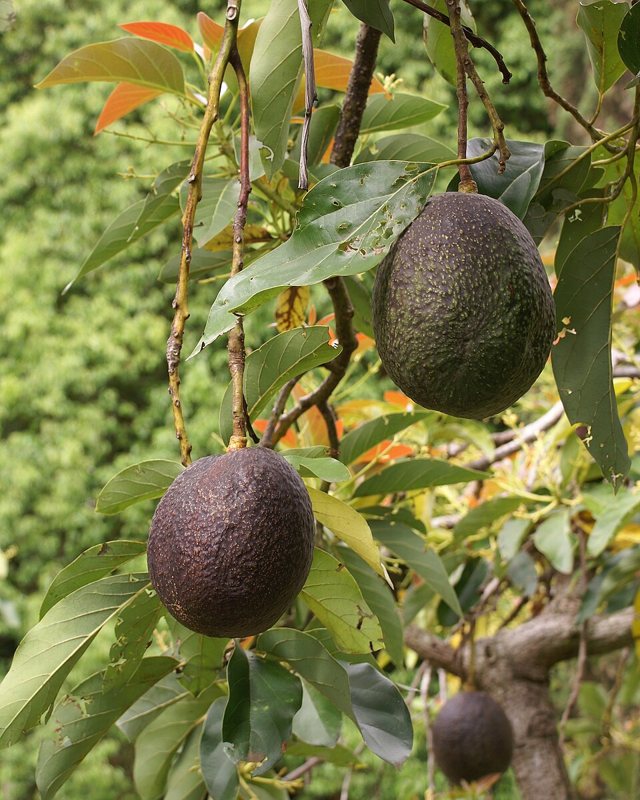 Avocado — Persea americana