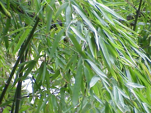 Bamboo — Phyllostachys aurea