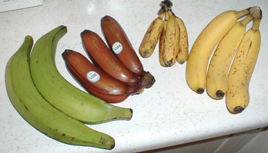 Banana — Musa acuminata