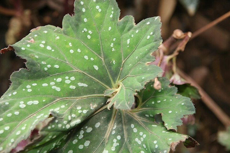 Begonia — Begonia spp.