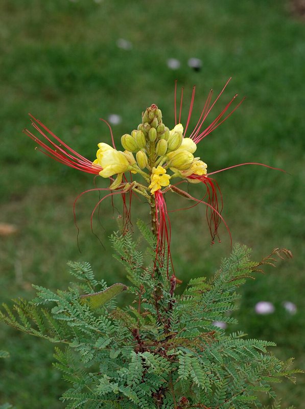Bird of Paradise — Caesalpinia gilliesii