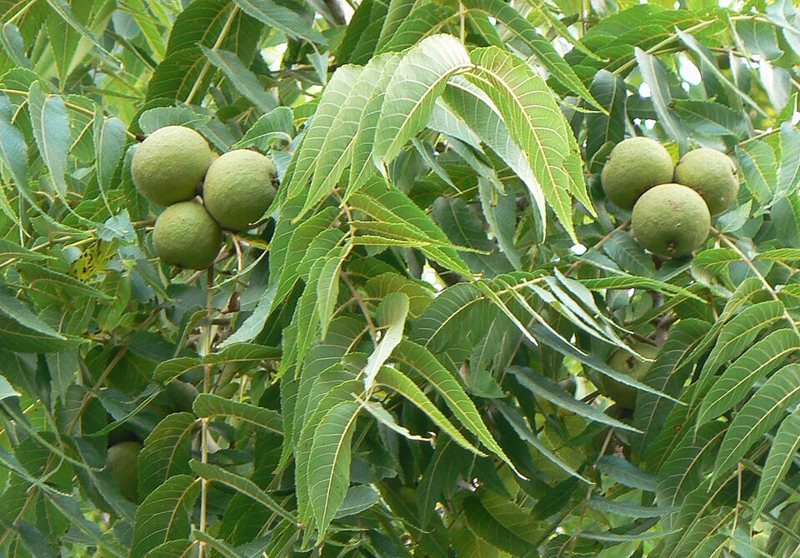 Black Walnut — Juglans nigra