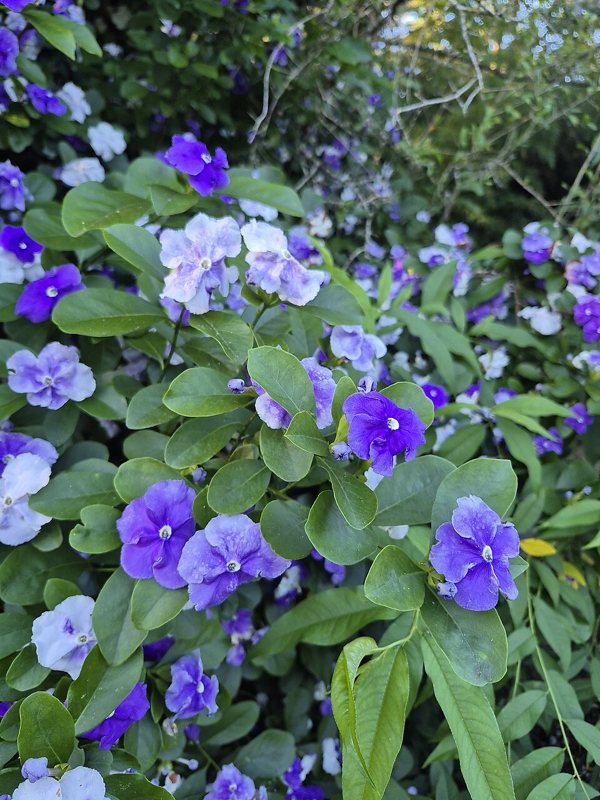 Brunfelsia — Brunfelsia species