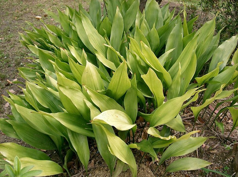 Cast Iron Plant — Aspidistra elatior