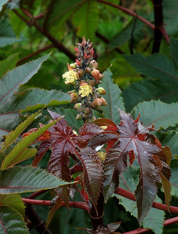 Castor Bean Plant — Ricinus communis