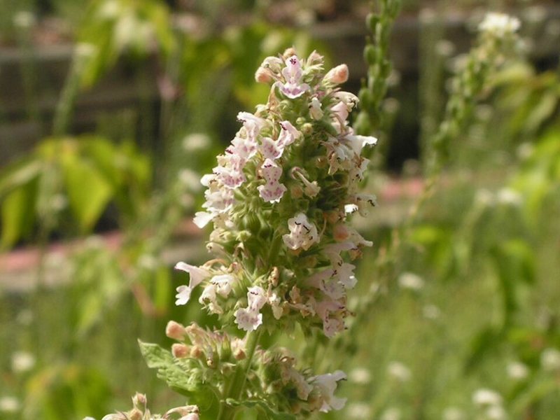 Catnip — Nepeta cataria