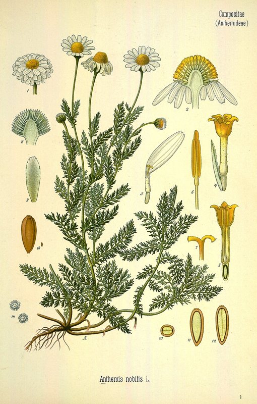 Chamomile — Anthemis nobilis