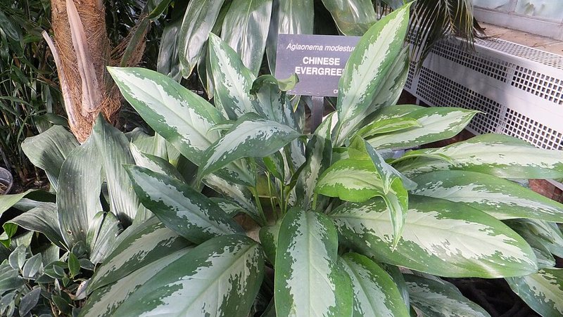 Chinese Evergreen — Aglaonema modestum