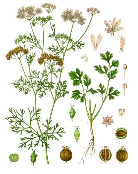 Cilantro — Coriandrum sativum