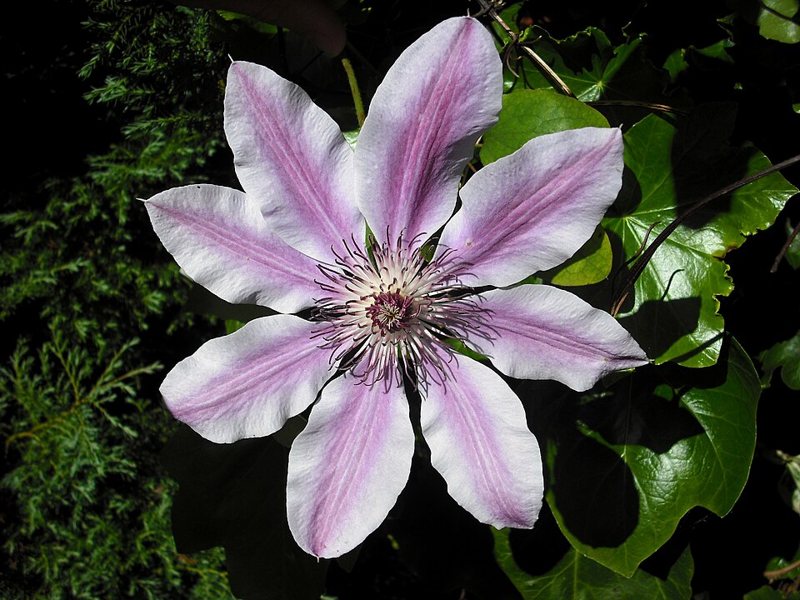Clematis — Clematis spp.