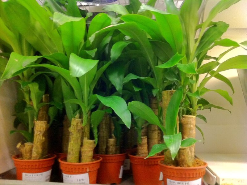 Corn Plant — Dracaena fragrans