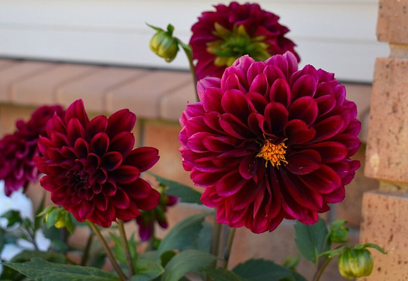 Dahlia — Dahlia species