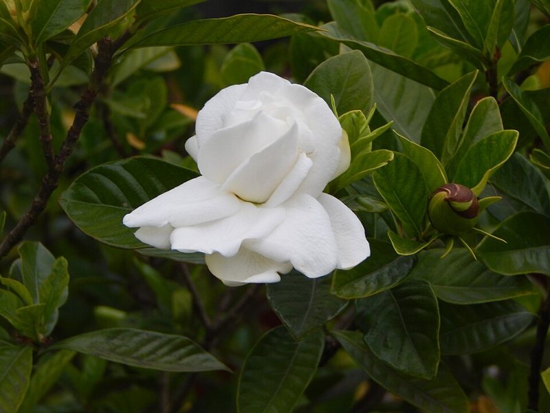 Gardenia — Gardenia jasminoides