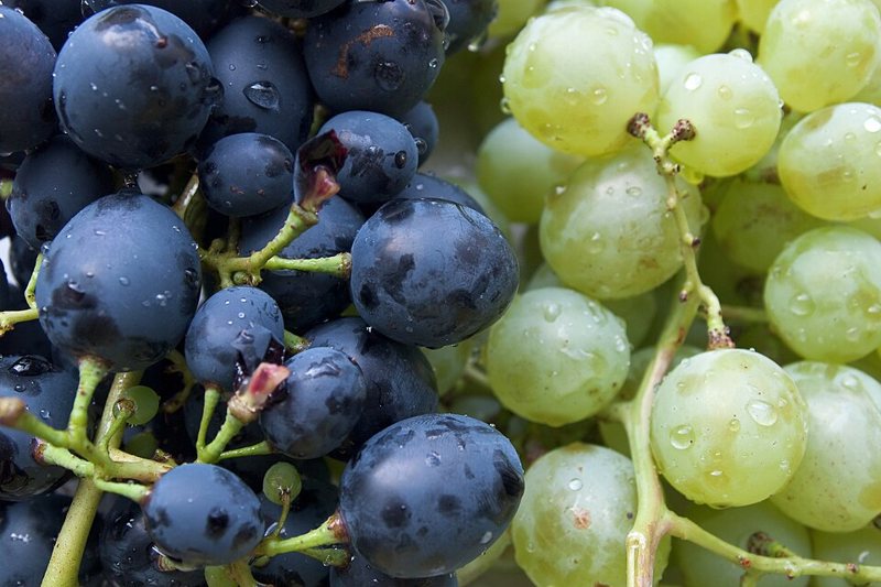 Grapes & raisins — Vitis spp.