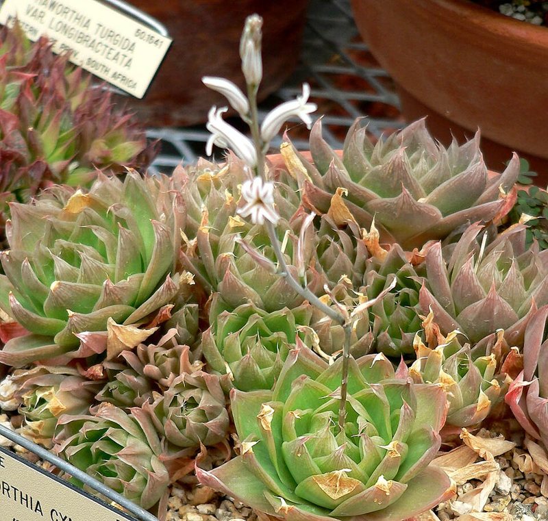 Haworthia — Haworthia species