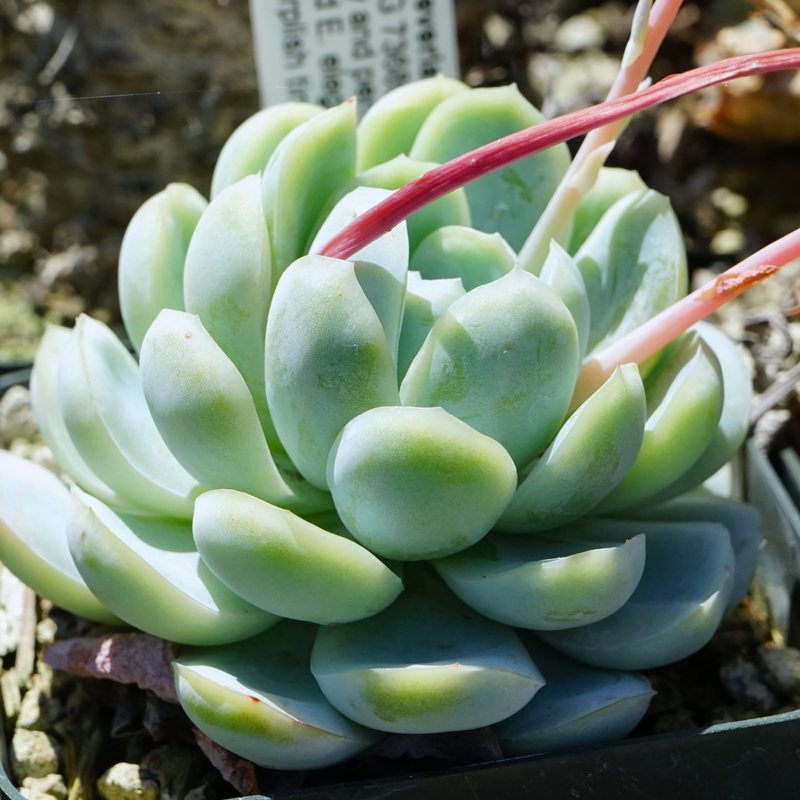 Hens and Chickens — Echeveria elegans