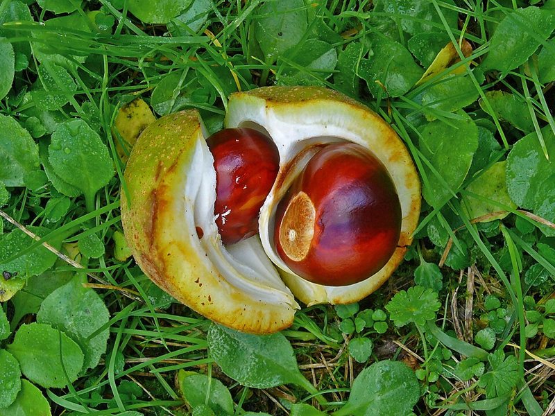 Horse Chestnut — Aesculus glabra