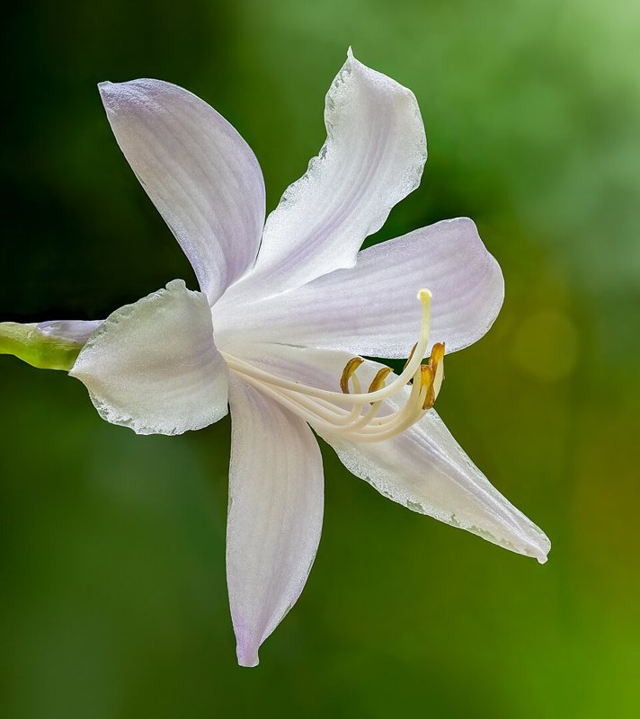 Hosta — Hosta plataginea