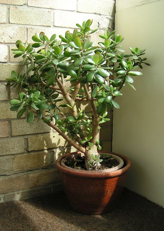 Jade Plant — Crassula argentea