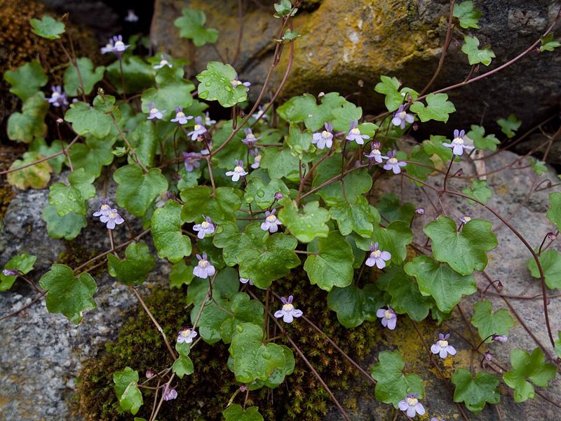 Kenilworth Ivy — Cymbalaria muralis