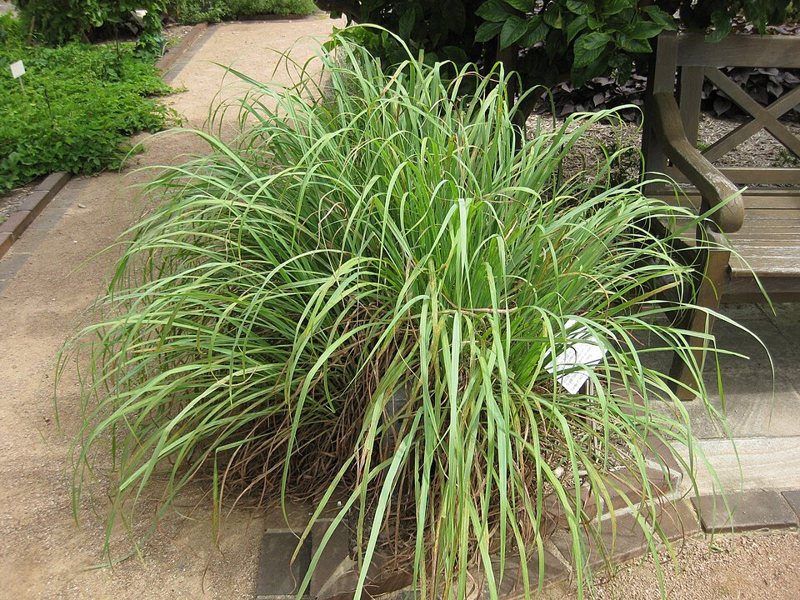 Lemon Grass — Cymbopogon citratus