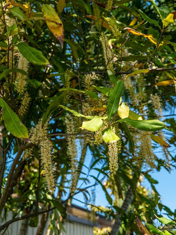 Macadamia Nut — Macadamia integrifolia