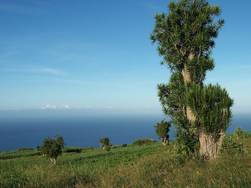 Madagascar Dragon Tree — Dracaena marginata