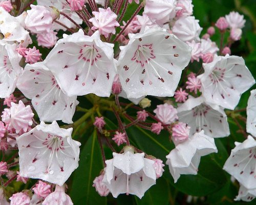 Mountain Laurel — Kalmia latifolia