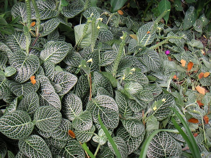Nerve Plant — Fittonia verschaffeltii