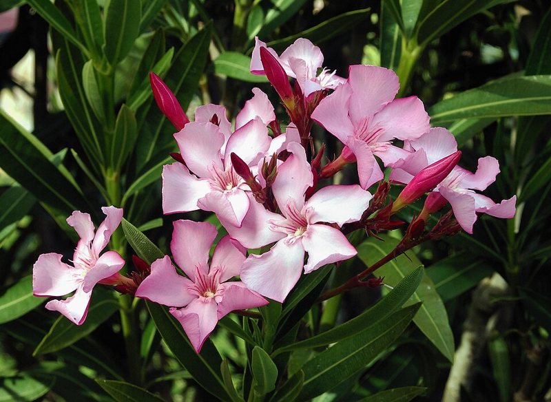 Oleander — Nerium oleander