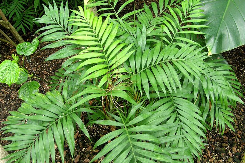 Parlor Palm — Chamaedorea elegans