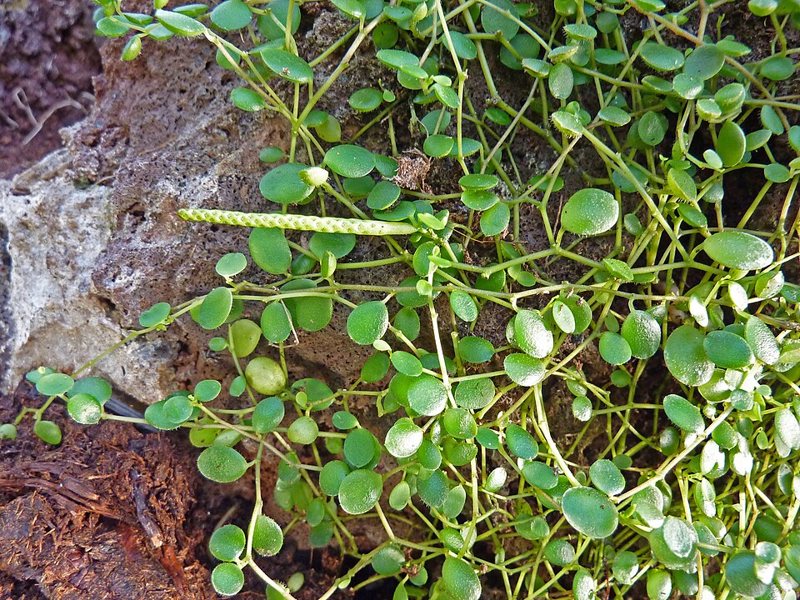 Peperomia Rotundifolia — Peperomia rotundifolia