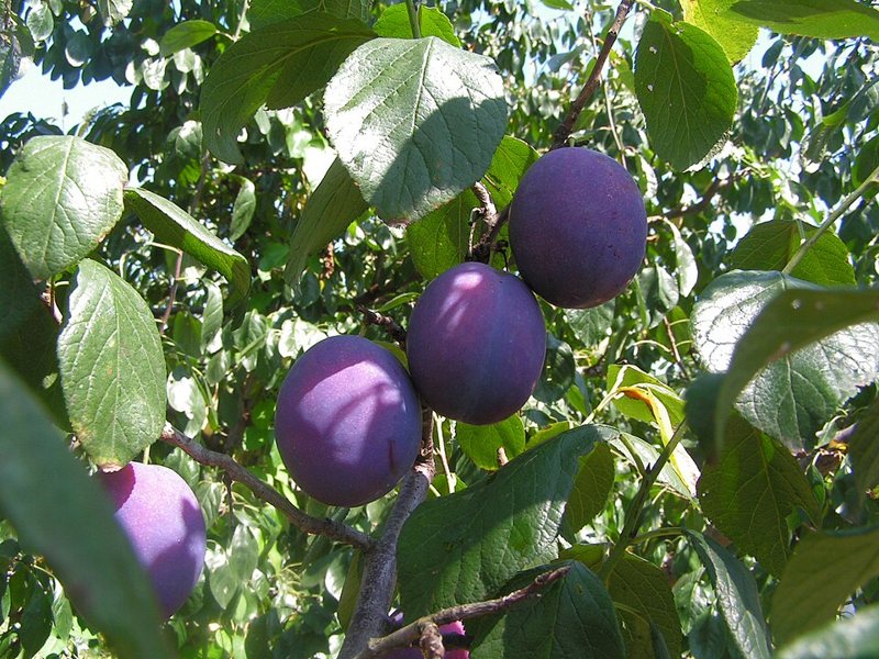 Plum — Prunus domestica