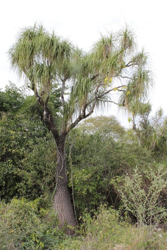 Pony Tail — Beaucarnea recurvata