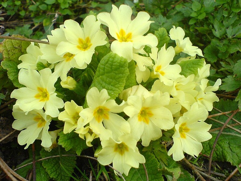 Primrose — Primula vulgaris