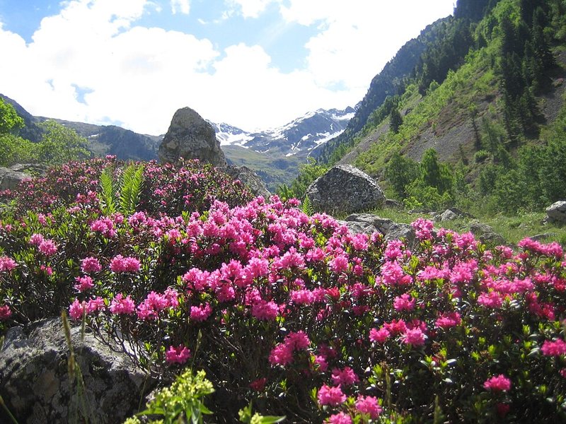 Rhododendron — Rhododendron spp