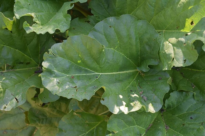Rhubarb — Rheum rhabarbarium