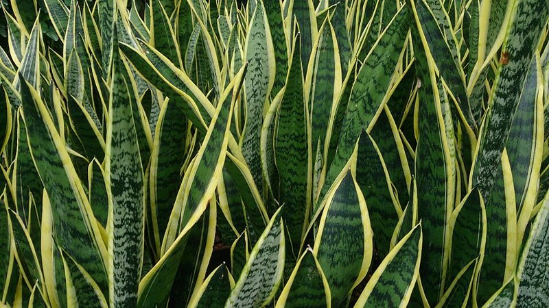 Snake Plant — Sansevieria trifasciata