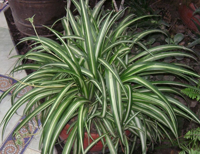 Spider Plant — Chlorophytum comosum
