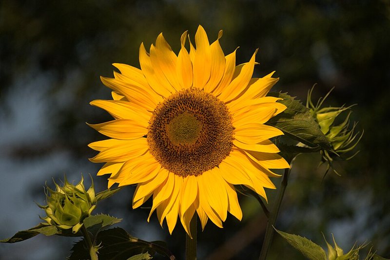 Sunflower — helianthus angustifolius