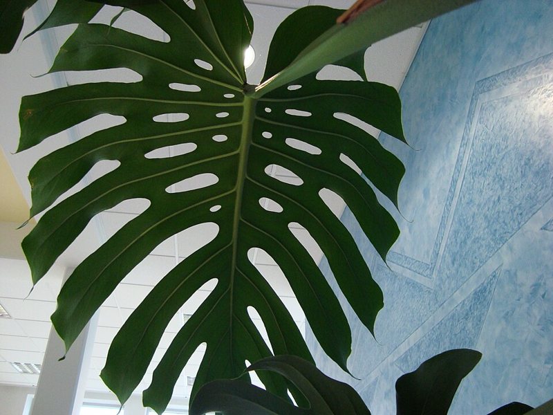 Swiss Cheese Plant — Monstera deliciosa