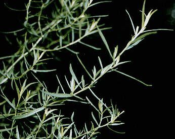 Tarragon — Artemisia dracunculus