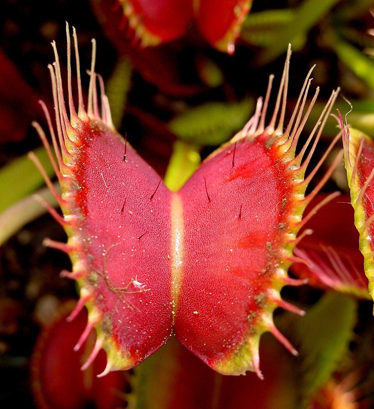 Venus Fly Trap — Dionaea muscipula