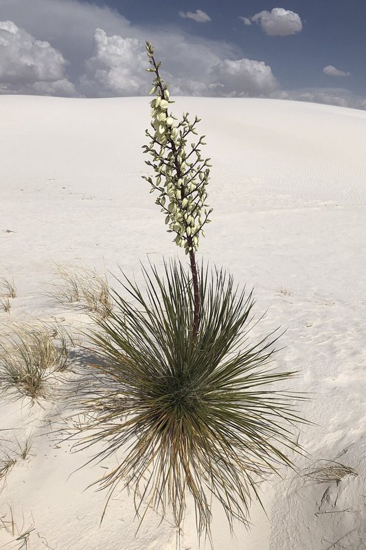 Yucca — Yucca spp.